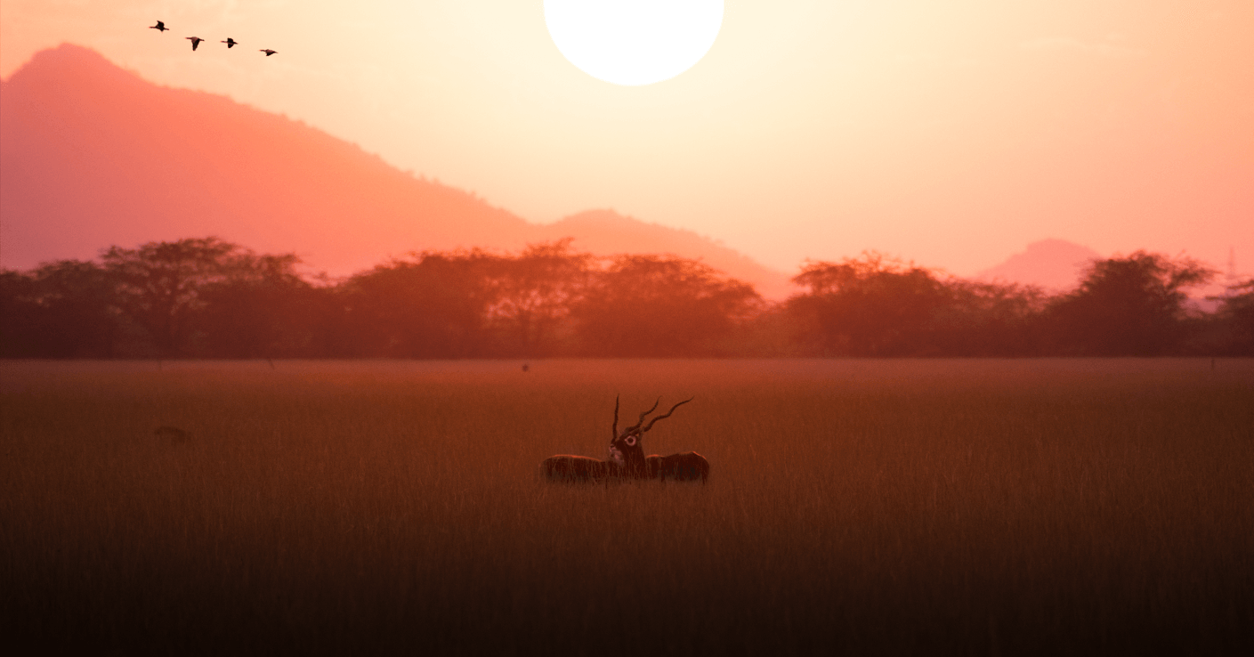 Wildlife Photography 1