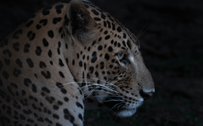 Wildlife Photography 2