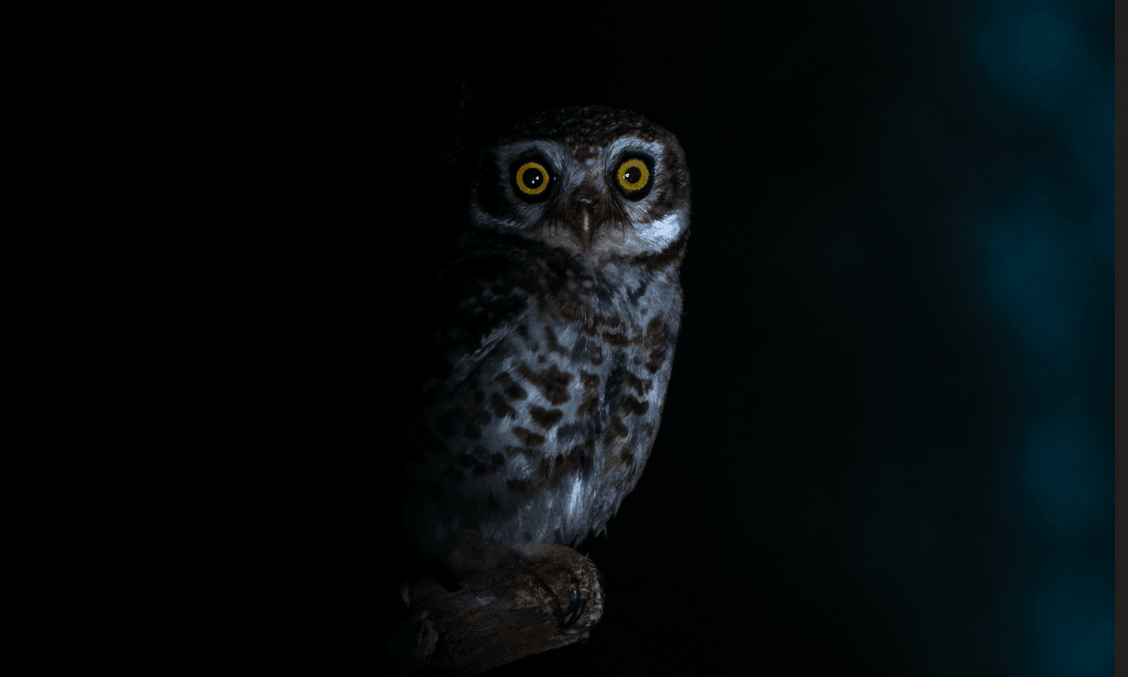 Wildlife Photography 3