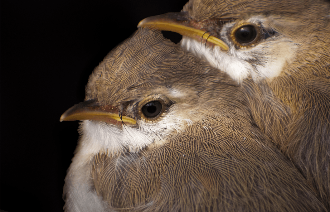Wildlife Photography 3