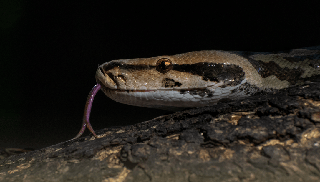 Wildlife Photography 3