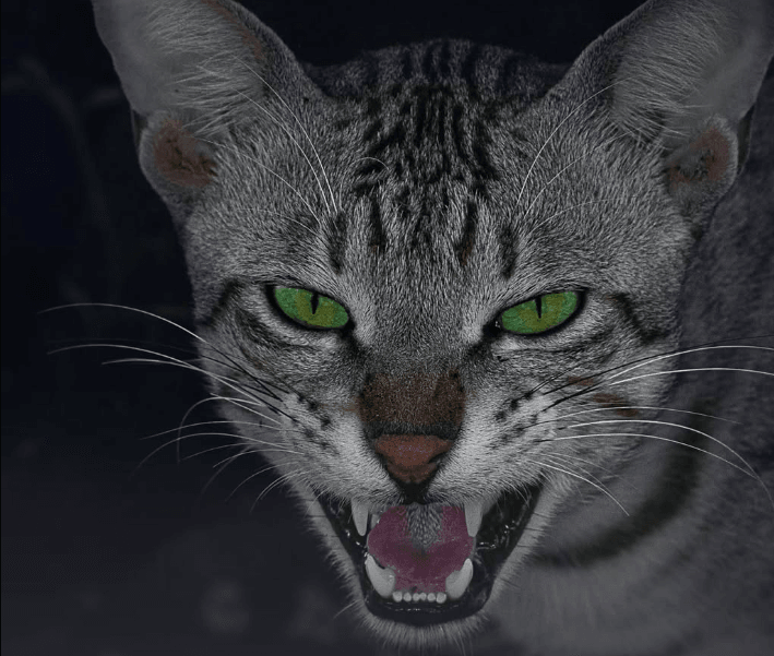 Wildlife Photography 3