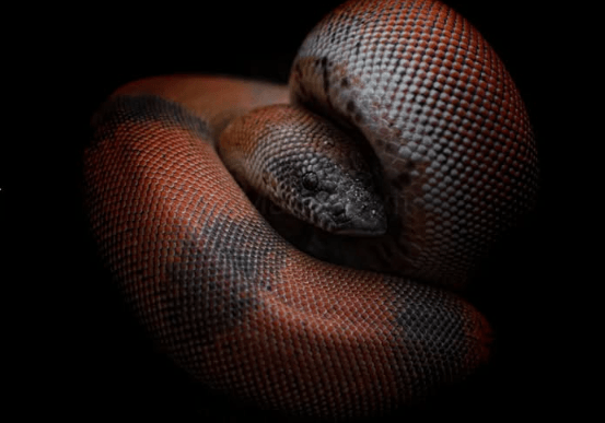 Wildlife Photography 3